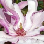 Magnolia liliflora 'Betty'