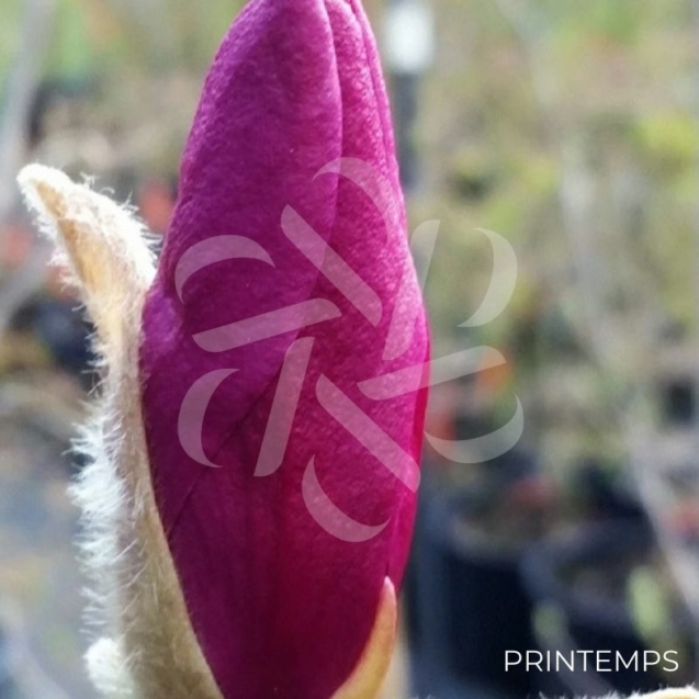 Magnolia liliflora 'Betty'