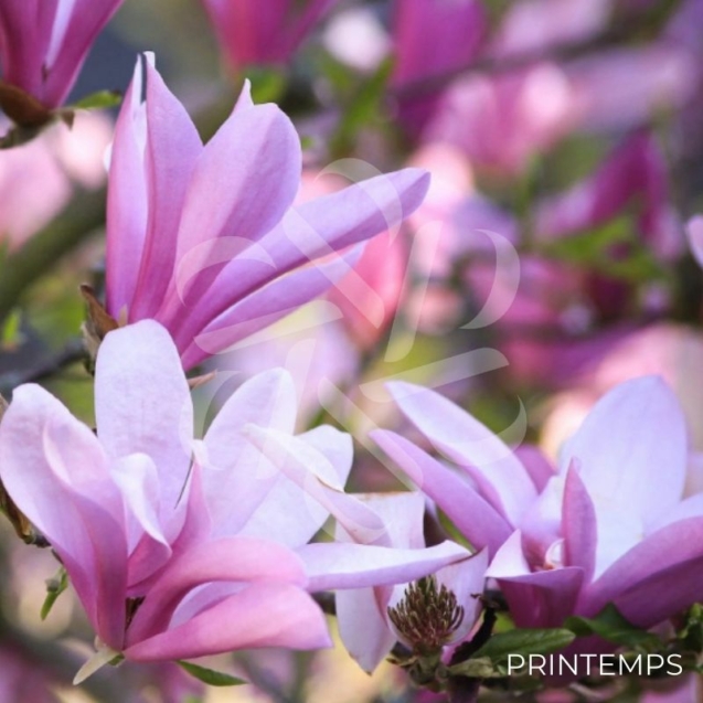 Magnolia liliflora 'Betty'