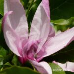 Magnolia liliflora 'Betty'