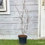 Magnolia liliflora 'Betty'