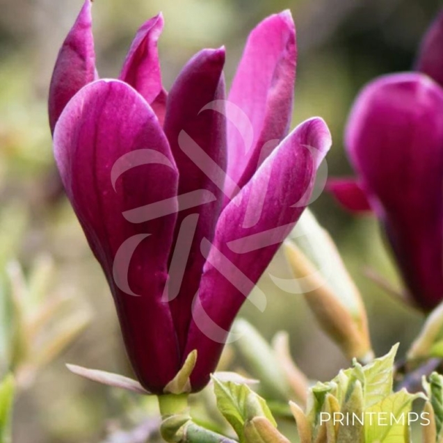 Magnolia liliflora 'Nigra'