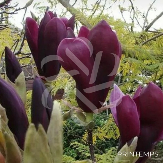 Magnolia liliflora 'Nigra'