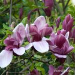 Magnolia liliflora 'Nigra'