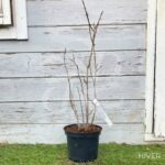 Magnolia liliflora 'Nigra'