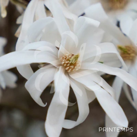 Magnolia stellata 'Royal Star'