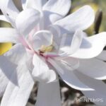 Magnolia stellata 'Royal Star'