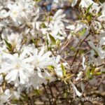 Magnolia stellata 'Royal Star'
