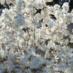 Magnolia stellata 'Royal Star'