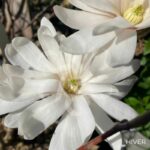 Magnolia stellata 'Royal Star'
