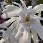 Magnolia stellata 'Royal Star'