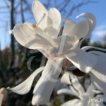 Magnolia stellata 'Royal Star'