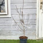 Magnolia stellata 'Royal Star'