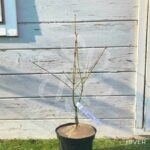 Acer palmatum 'Beni Sazanami' - Érable du Japon