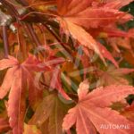 Acer palmatum 'Ryūsen' - Érable du Japon