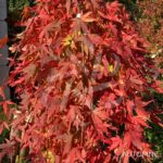 Acer palmatum 'Ryūsen' - Érable du Japon