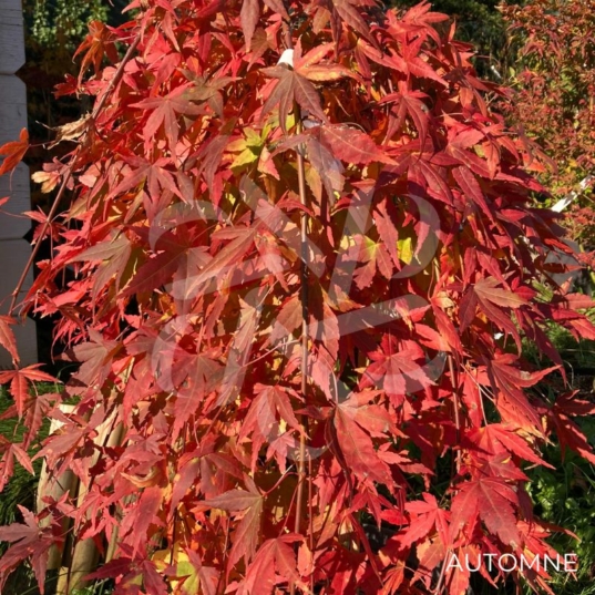 Acer palmatum 'Ryūsen' - Érable du Japon