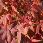 Acer palmatum 'Ryūsen' - Érable du Japon