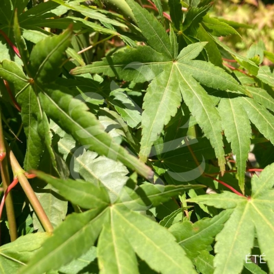 Acer palmatum 'Ryūsen' - Érable du Japon