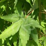 Acer palmatum 'Ryūsen' - Érable du Japon