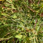 Acer palmatum 'Red Pygmy' - Érable du Japon