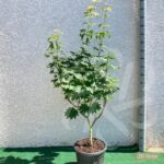 Acer japonicum 'Vitifolium' - Érable du Japon
