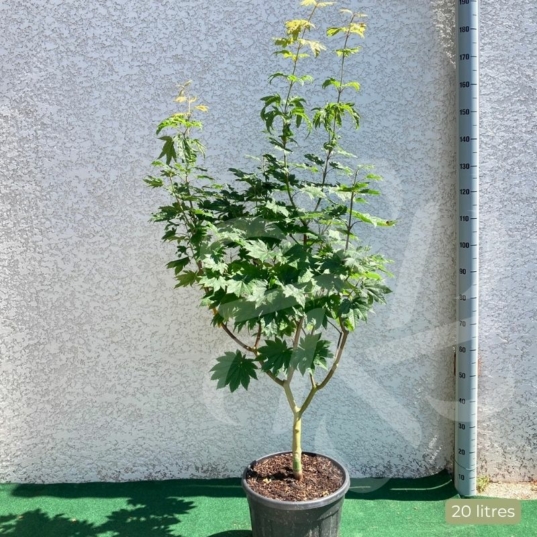 Acer japonicum 'Vitifolium' - Érable du Japon