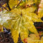 Acer japonicum 'Vitifolium' - Érable du Japon