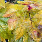 Acer japonicum 'Vitifolium' - Érable du Japon