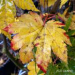 Acer japonicum 'Vitifolium' - Érable du Japon