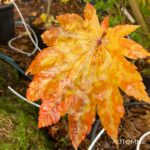 Acer japonicum 'Vitifolium' - Érable du Japon