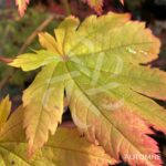 Acer japonicum 'Vitifolium' - Érable du Japon