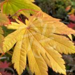 Acer japonicum 'Vitifolium' - Érable du Japon