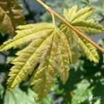Acer japonicum 'Vitifolium' - Érable du Japon