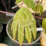 Acer japonicum 'Vitifolium' - Érable du Japon