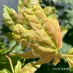 Acer japonicum 'Vitifolium' - Érable du Japon