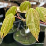 Acer japonicum 'Vitifolium' - Érable du Japon