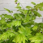 Acer japonicum 'Vitifolium' - Érable du Japon