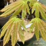 Acer japonicum 'Vitifolium' - Érable du Japon