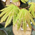 Acer japonicum 'Vitifolium' - Érable du Japon