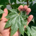 Acer japonicum 'Vitifolium' - Érable du Japon