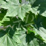 Acer japonicum 'Vitifolium' - Érable du Japon