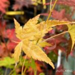 Acer palmatum 'Aoyagi' - Érable du Japon