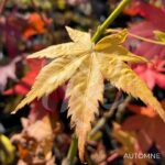 Acer palmatum 'Aoyagi' - Érable du Japon