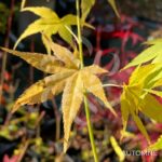 Acer palmatum 'Aoyagi' - Érable du Japon
