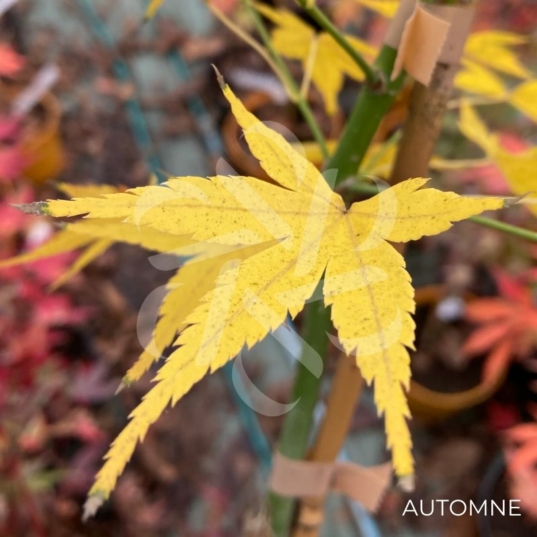 Acer palmatum 'Aoyagi' - Érable du Japon