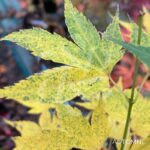 Acer palmatum 'Aoyagi' - Érable du Japon