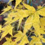 Acer palmatum 'Aoyagi' - Érable du Japon