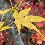 Acer palmatum 'Aoyagi' - Érable du Japon