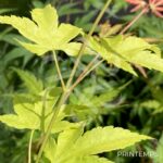 Acer palmatum 'Aoyagi' - Érable du Japon